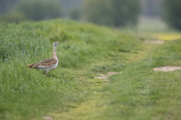 adult female great bustard (otis tarda) standing at the edge of a field path
