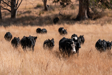 cows and cattle grazing in tasmania Australia