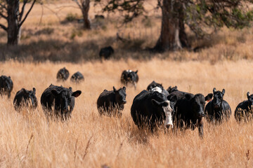 Carbon neutral cattle farming in a free range field on a farm in Australia  beautiful cattle in Australia eating grass, grazing on pasture. Herd of cows free range beef being regenerative raised