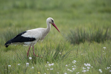 adult white stork (ciconia ciconia) searching for food in grassland