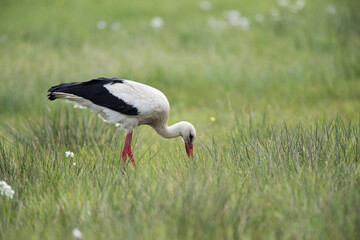 adult white stork (ciconia ciconia) searching for food in grassland