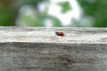 ladybird on a wood