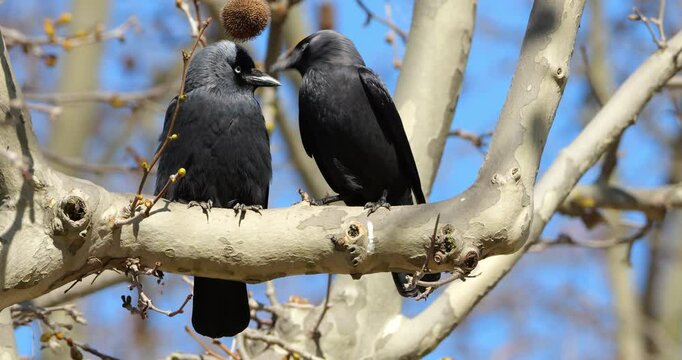 Couple of Western jackdaws (Coloeus monedula), perched on a platanus, France