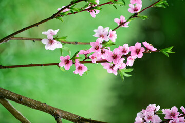 Peach blossom
