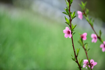 Peach blossom