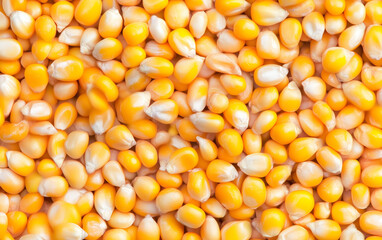 closeup corn seeds grain background