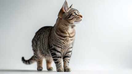 Adorable tabby cat attentively looking upward with its striking striped coat and green eyes against clean studio background, capturing its inquisitive nature