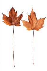 : Two Brown Maple Leaves on White Background