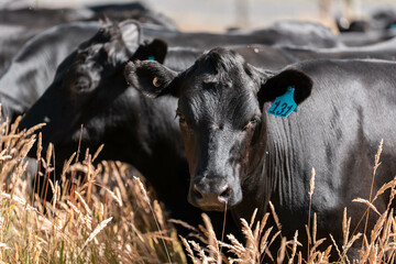Beef cows and calves grazing on grass on a beef cattle farm in  Australia. breeds include murray...