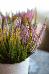 Obraz premium close-up of green and purple heathers