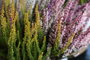 close-up of green and purple heathers