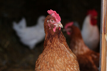 Curious brown chicken staring at the camera