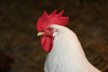 white rooster with red wattle