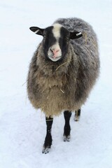 winter picture of a gray sheep staring at the camera