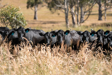 beautiful cattle in Australia  eating grass and grazing long dry pasture