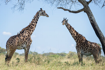 Two African Giraffes with Oxpecker birds