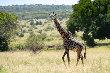Tall, male African Giraffe walking in the grass