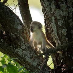 Baby black face monkey in a tree