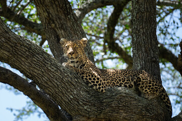 African Leopard on a tree branch