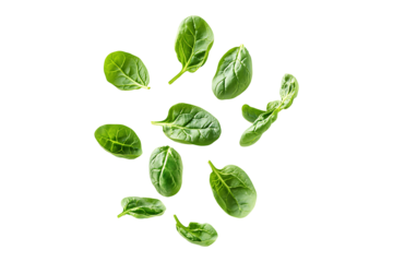 Bright green spinach leaves vertical floating Isolated on Transparent Background PNG.