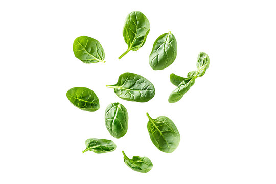 Bright green spinach leaves vertical floating Isolated on Transparent Background PNG.