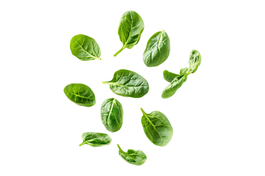 Bright green spinach leaves vertical floating Isolated on Transparent Background PNG.