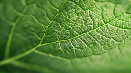 Obraz premium Close-up of green leaf texture, vibrant natural patterns, ideal for nature themes or environmental design projects.