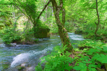 Obraz premium 奥入瀬渓流