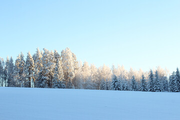 winter landscape photo of a snowy field and forest