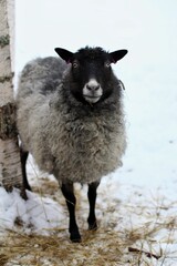 gray sheep staring at the camera