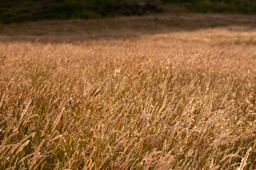 farming landscape of grain crops in an agricultural field growing wheat cropping