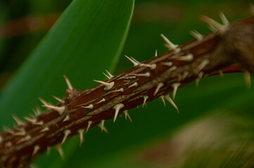 Close-up view of sharp Rose thorns on a woody branch surrounded by vibrant green leaves, representing nature's protection, resilience, and beauty in detail.