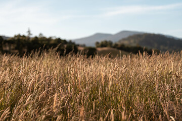 farming landscape of grain crops in an agricultural field growing wheat cropping © Phoebe