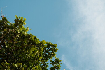 Ketapang leaf pattern with a blue sky background decorated with a few clouds