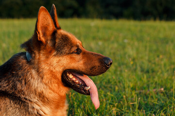 German shepherd dog panting and relaxing in a lush green meadow during a stunning sunset, savoring the fresh air and embracing the tranquility of the moment