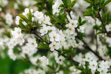 Blooming white flowers adorning a tree branch, surrounded by vibrant green leaves, create a breathtaking display of nature's beauty during the enchanting spring season