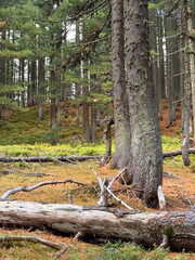 Picturesque pine forest and a fallen pine tree in the foreground