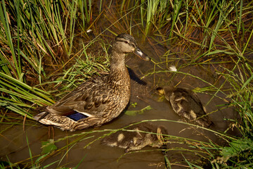 Wild duck with chicks swimming in the water on the lake