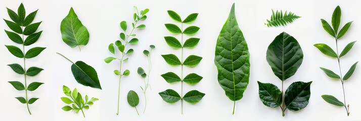 Botanical Harmony: An Elegant Composition of Varied Green Leaves and Leaflets Arranged Artfully on a Clean White Surface, Perfect for Natural Aesthetics