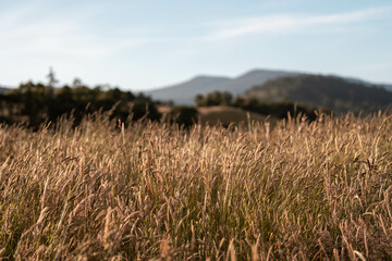 pasture and grasses growing on a regenerative agricultural farm. native plants storing carbon in australia