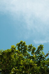 Ketapang leaf pattern with a blue sky background decorated with a few clouds