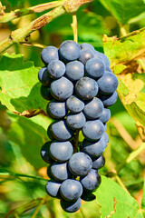 Ripe wine grapes in the garden plantation