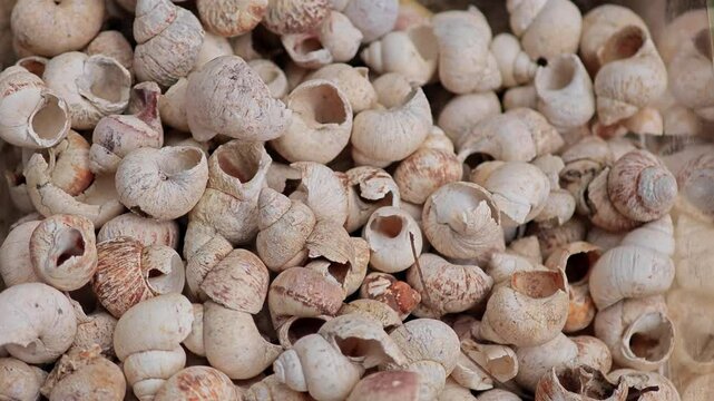 Mud snail or Bellamya Jousseaume (1886). Fossil. Viviparidae. 
13 million years.