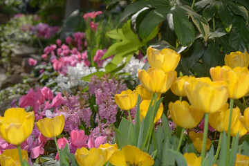 Obraz premium mature, yellow tulips with pink hyacinths and cyclamen flowers in a spring floral display at the conservatory