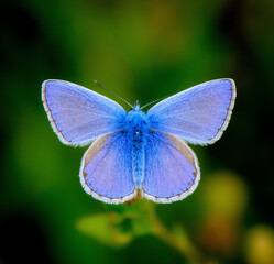 butterfly on a leaf