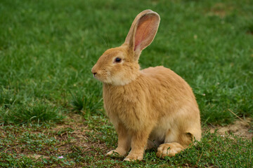 Domestic rabbit grazing on the grass