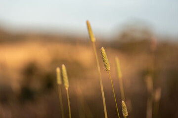 Obraz premium long native grasses on a regenerative agricultural farm. pasture in a grassland in the bush in australia in spring in australia