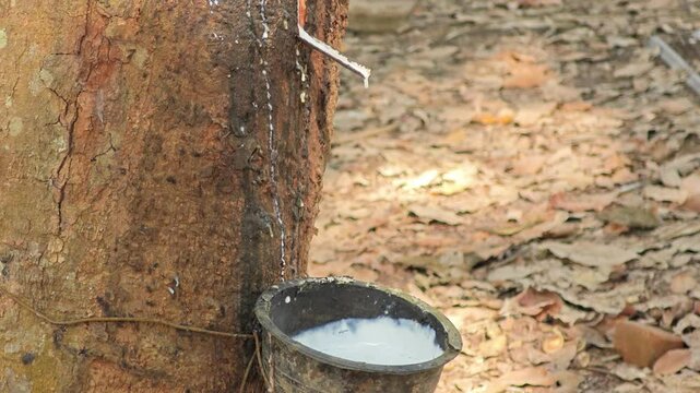 Milky latex flows from the para tree into a plastic black bowl.
