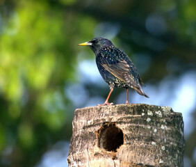 blackbird on a branch