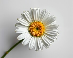 A close-up view of a white daisy flower with yellow center, showcasing its delicate petals and vibrant colors against a plain background.